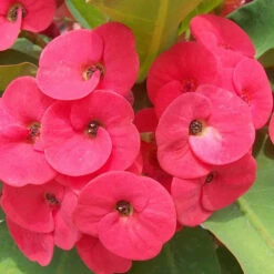 Euphorbia Milii/Crown Of Thorns New Hybrids Pink - Cacti & Succulant 5 Euphorbia Milii/Crown Of Thorns New Hybrids Pink - Cacti & Succulant -Care Flowering Shop 4 e818ed9d fa40 4174 a945 c06089b36388