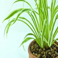 Chlorophytum Comosum/Spider Plant - Indoor Air-Purifying -Care Flowering Shop 4 eae1517b f975 4341 a758 1475c210e07f
