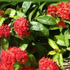 Ixora Singapuri-hybrid-red - Flowering Shrubs -Care Flowering Shop 4 f6c0e8b2 9e23 4026 810a 7174ead441b1