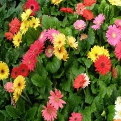 Gerbera Plant Yellow - Flowering Plants -Care Flowering Shop 5 108a0c57 1eb7 4974 b56f 15646ade1b75