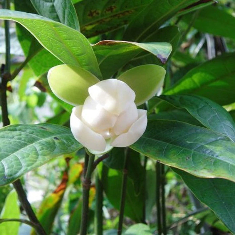 Magnolia Dwarf Coco - Flowering Shrubs 3 Magnolia Dwarf Coco - Flowering Shrubs - Image 3