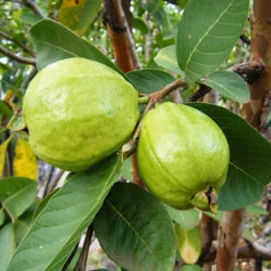 Guava-Lucknow-49(Air Layered Plant) - Fruit Plants & Tree -Care Flowering Shop 5 fb833129 00cc 4518 b20a 9e08ec851334