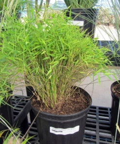 Bamboo Grass Green - Ornamental Plants -Care Flowering Shop 79 IMG 1572