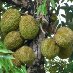 Durian Fruit - Fruit Plants & Tree -Care Flowering Shop 8150331626 e146ff663e b 1