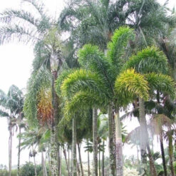 Fox Tail Palm - Palms 5 Fox Tail Palm - Palms -Care Flowering Shop 931469