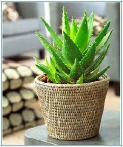Aloe Vera - Indoor/Outdoor Plants -Care Flowering Shop ALOE VERA CACTI SUCCULANT.EXOTICFLORA