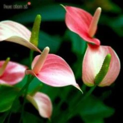 Anthurium Andreanum Baby Pink - Gift Plants 5 Anthurium Andreanum Baby Pink - Gift Plants -Care Flowering Shop ANTHURIUM ANDREANUM BABY PINK GIFT PLANTS.EXOTICFLORA