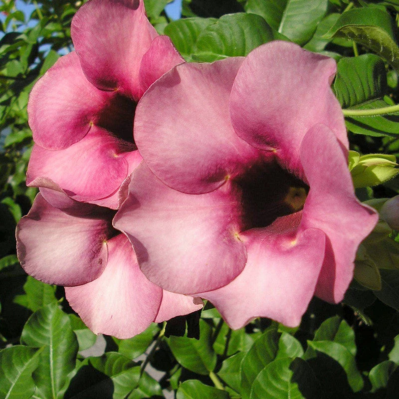 Allamanda Purple/Violet - Flowering Shrubs 1 Allamanda Purple/Violet - Flowering Shrubs