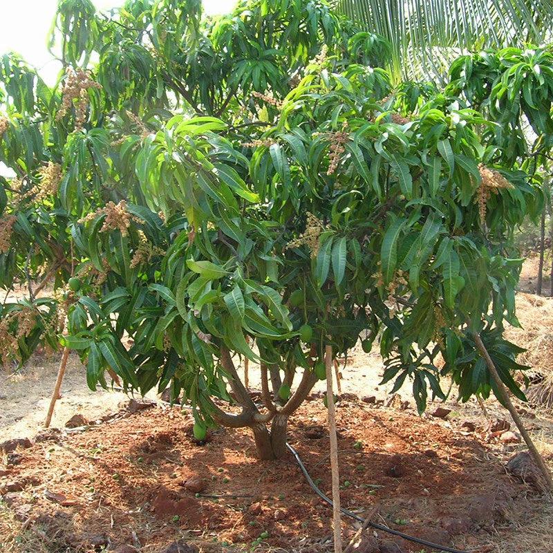 Mango Alphonso(Grafted) - Fruit Plants & Tree 3 Mango Alphonso(Grafted) - Fruit Plants & Tree - Image 3