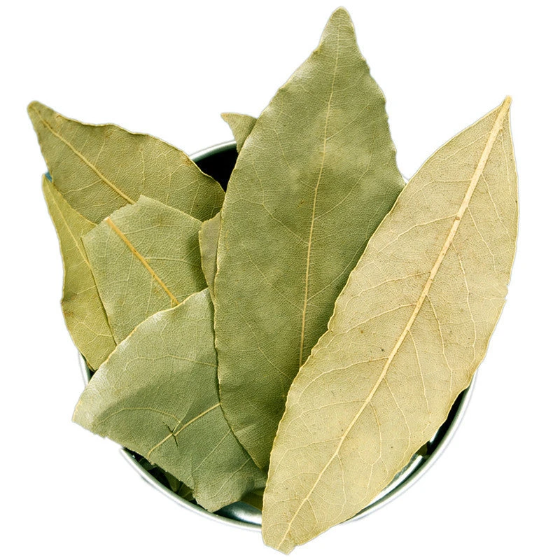 Cinnamomum Tamala/Tejpatta/Indian Bay Leaf - Kitchen & Spice Plants 2 Cinnamomum Tamala/Tejpatta/Indian Bay Leaf - Kitchen & Spice Plants - Image 2