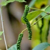 Pepper Climber - Spice Plants