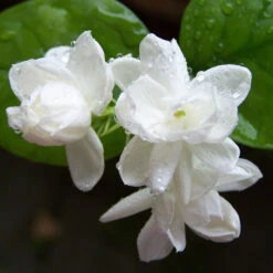 Jasmine Mini/Mogra - Flowering Shrubs 5 Jasmine Mini/Mogra - Flowering Shrubs -Care Flowering Shop Blossoming Jasmine Flowers