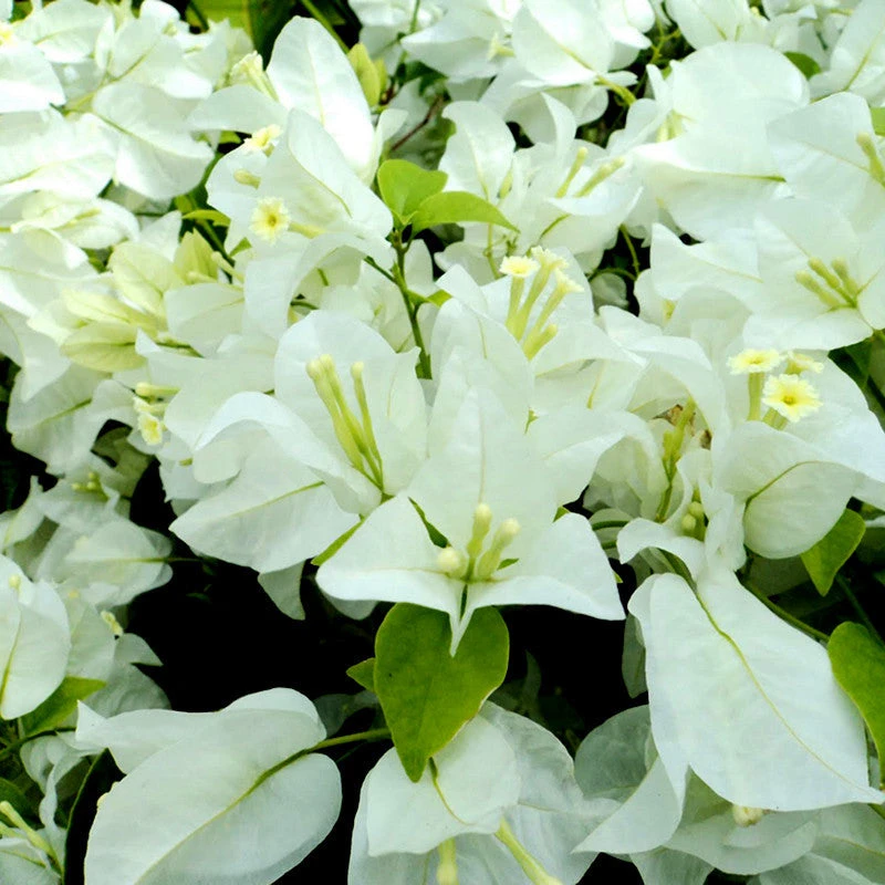 Bougainvillea White - Flowering Shrubs 2 Bougainvillea White - Flowering Shrubs - Image 2