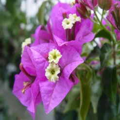 Bougainvillea Glabra (Formosa)- Flowering Shurbs -Care Flowering Shop Bougainvillea glabra 2