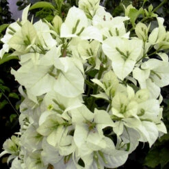 Bougainvillea White - Flowering Shrubs 5 Bougainvillea White - Flowering Shrubs -Care Flowering Shop Bougainvillea 1
