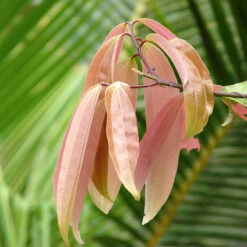 Cinnamomum Tamala/Tejpatta/Indian Bay Leaf - Kitchen & Spice Plants