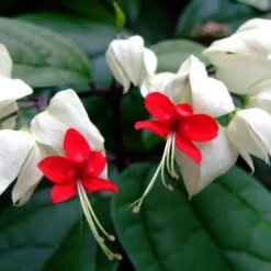 Bleeding Heart Vine White - Creepers & Climbers