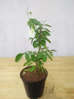 Clitorea Ternatea White - Creeper & Climbers 7 Clitorea Ternatea White - Creeper & Climbers -Care Flowering Shop Clitoreawhite