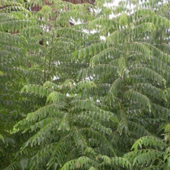 Curry Leaf Plant- KITCHEN Plants & Tree 5 Curry Leaf Plant- KITCHEN Plants & Tree -Care Flowering Shop Curry Trees