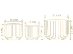 Pheonix - Ivory -Care Flowering Shop DIMENSIONS 7de80662 383d 4a3c a51a 040364f1ec04