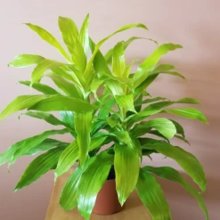 Dracaena Limelight - Indoor Plants