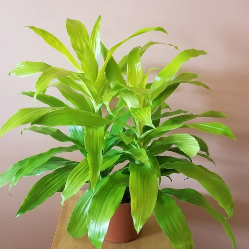 Dracaena Limelight - Indoor Plants 1 Dracaena Limelight - Indoor Plants