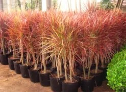 Dracaena Marginata Tricolor - Indoor/Ornamental Plants -Care Flowering Shop Dracaenared3