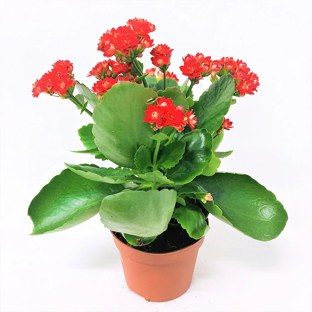 Kalanchoe Blossfeldiana Hybrida Red - GIFT PLANTS 1 Kalanchoe Blossfeldiana Hybrida Red - GIFT PLANTS