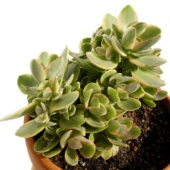 Crassula Ovata - Indoor Plants
