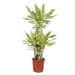 Yellow Dracaena - Indoor Plants -Care Flowering Shop EF41