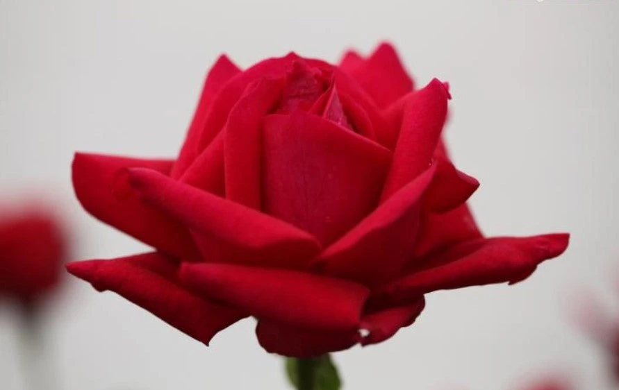 Rose Gladiator - Flowering Plants 2 Rose Gladiator - Flowering Plants - Image 2