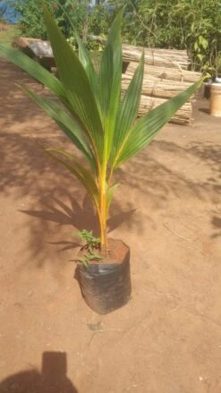 Coconut Ceylon Orange - Fruit Plants -Care Flowering Shop EForangecoconut