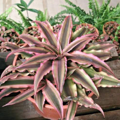 Cryptanthus Red - Indoor Plants 5 Cryptanthus Red - Indoor Plants -Care Flowering Shop Earth Star Cryptanthus bivittatus 5