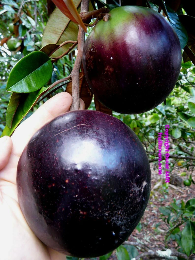 Milk Fruit/Chrysophyllum Cainito - Exotic Fruit Plants 1 Milk Fruit/Chrysophyllum Cainito - Exotic Fruit Plants