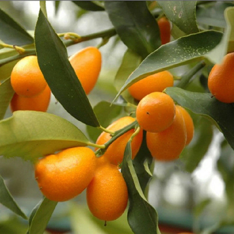 Sweet Lemon / Kumquat(Grafted) - Fruit Plants & Tree 3 Sweet Lemon / Kumquat(Grafted) - Fruit Plants & Tree - Image 3