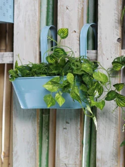 Oval Railing Plnater Big Blue