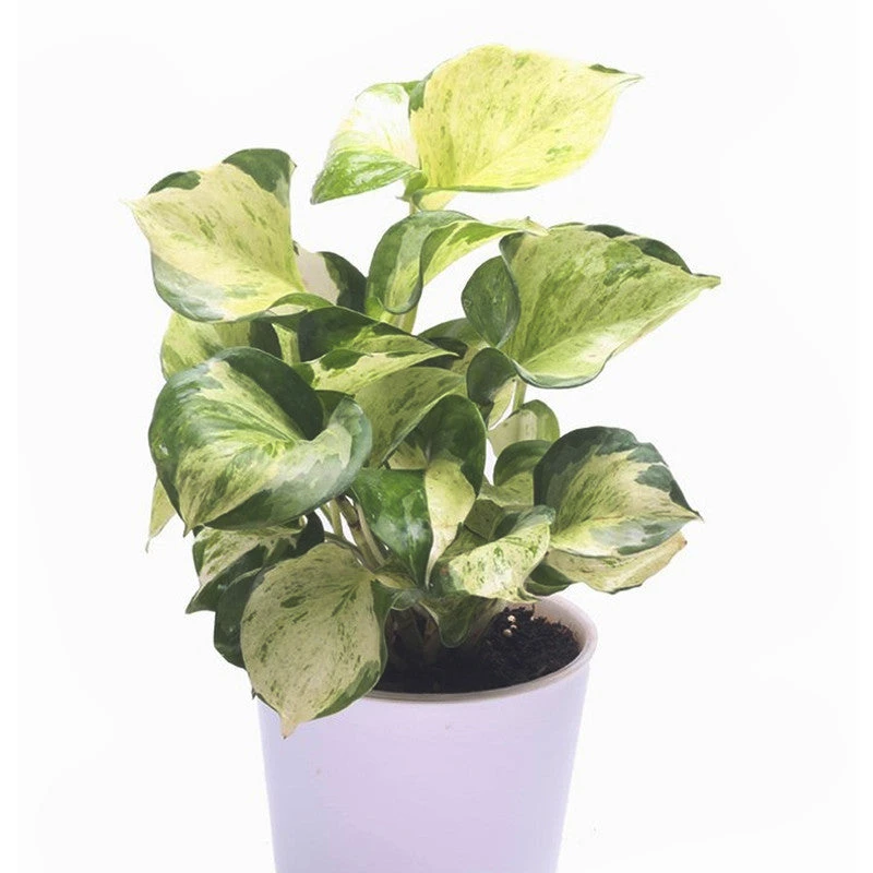 Marble Queen Money Plant - Indoor Plants 3 Marble Queen Money Plant - Indoor Plants - Image 3