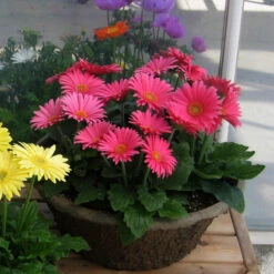 Gerbera Plant Dark Pink - Top Bed Room -Care Flowering Shop Gerbera Festival Rose Sakata6