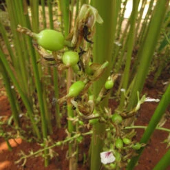 Elaichi/True Cardamom - Spice & Kitchen Plants -Care Flowering Shop IMG 0069