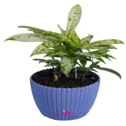 Dracenea Gold Spot/Dracaena Surculosa - Indoor/Outdoor Plants