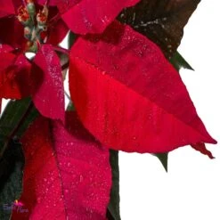 Poinsettia Red - SEASONALS -Care Flowering Shop IMG 3334