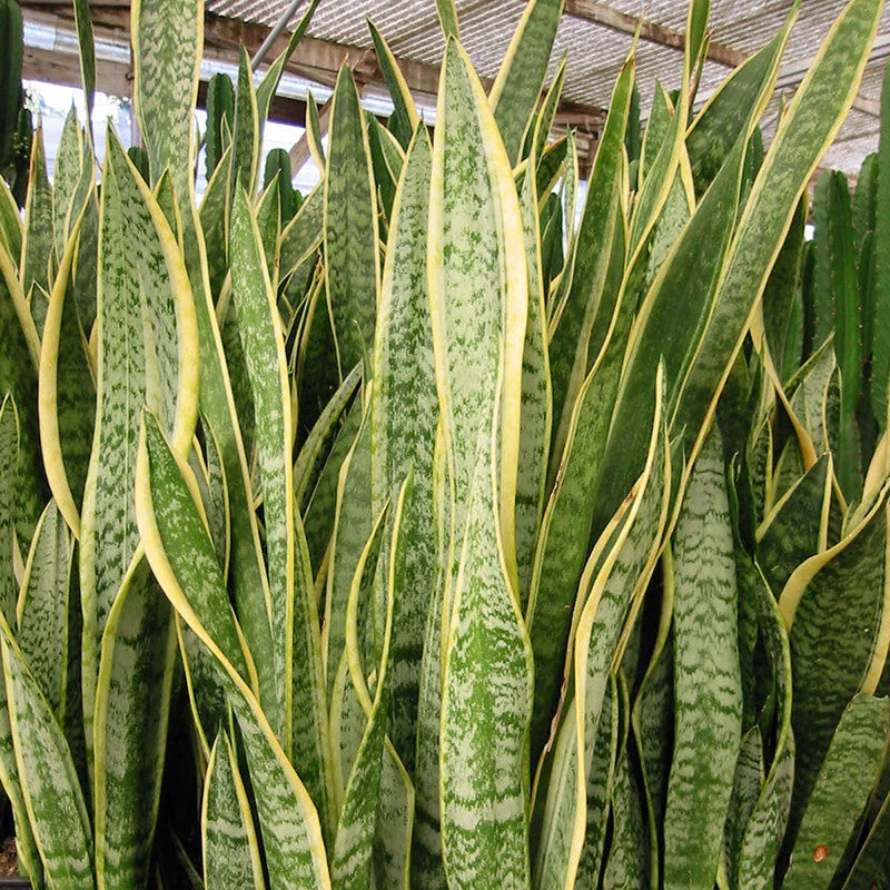 Mother In Law's Tongue/Snake Plant - Indoor Plants 2 Mother In Law's Tongue/Snake Plant - Indoor Plants - Image 2