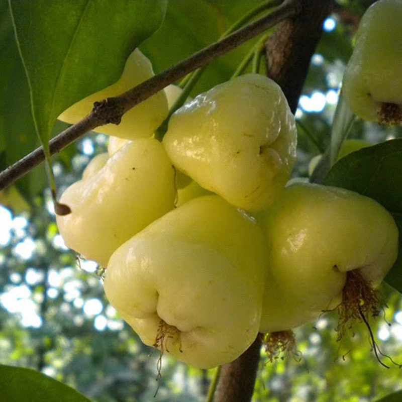 Water Apple Hybrid White- Fruit Plants & Tree 2 Water Apple Hybrid White- Fruit Plants & Tree - Image 2