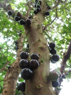 Care Flowering Shop 25 Jabuticaba - Fruits Plant & Tree