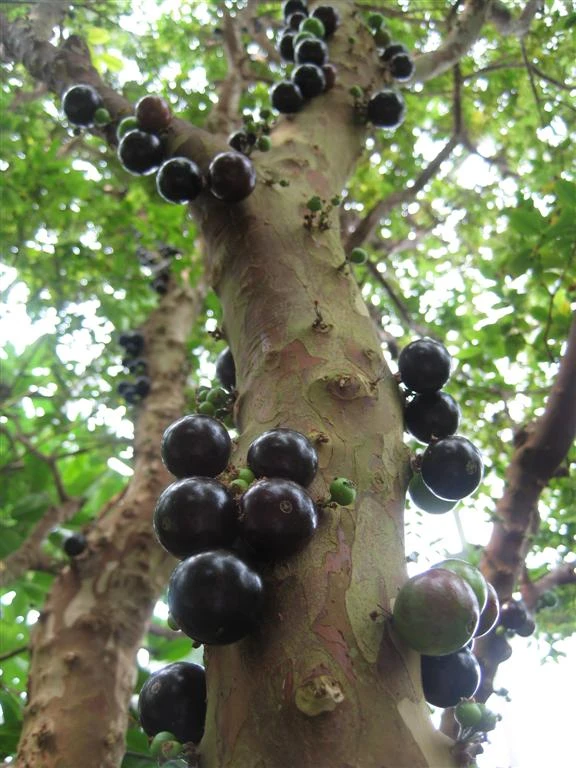Jabuticaba - Fruits Plant & Tree 1 Jabuticaba - Fruits Plant & Tree