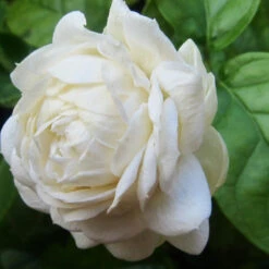 Jasmine Sambac - Flowering Shrubs -Care Flowering Shop Jasmine 2
