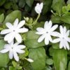Jasminum Multiflorum - Flowering Creeper