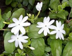 Jasminum Multiflorum - Flowering Creeper