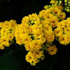 Kalanchoe Blossfeldiana Hybrida Yellow - Flowering Plants -Care Flowering Shop KalanchoeBlossfeldianaFlamingKatyCu