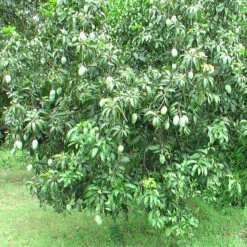 Mango Dasheri(Grafted) - Fruit Plants & Tree -Care Flowering Shop Langra Mango farm Mathurapur Bhagalpur Bihar